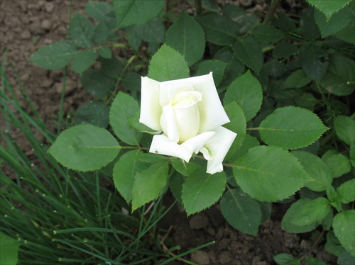 Biela ruža