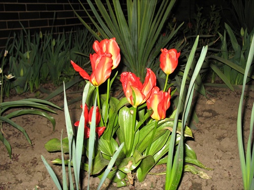 tulipány v noci