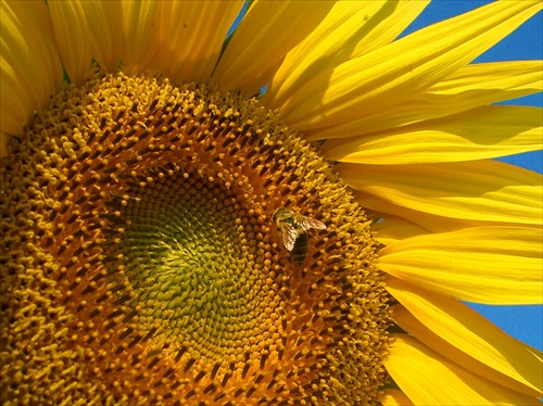 Kvet slnečnica
