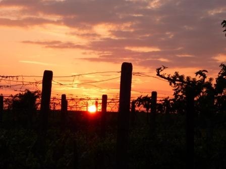 Západ slnka nad vinohradom
