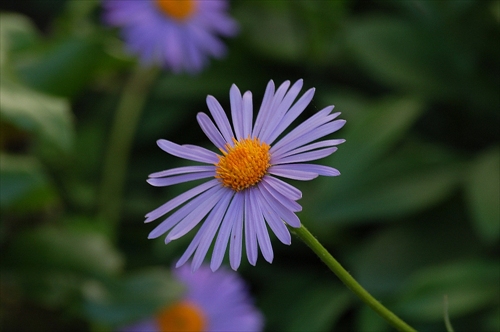kvet 1
