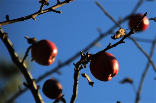 ...cervene jablcka na strome mam....:)