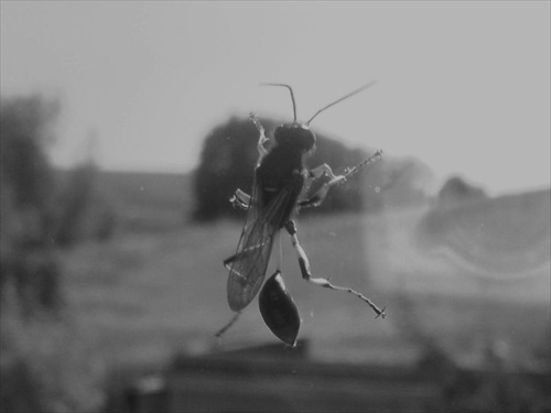 Hmyz na okne
