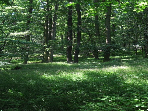 obrázky z lesa