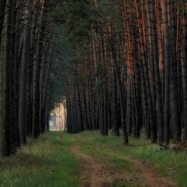 lesná brána