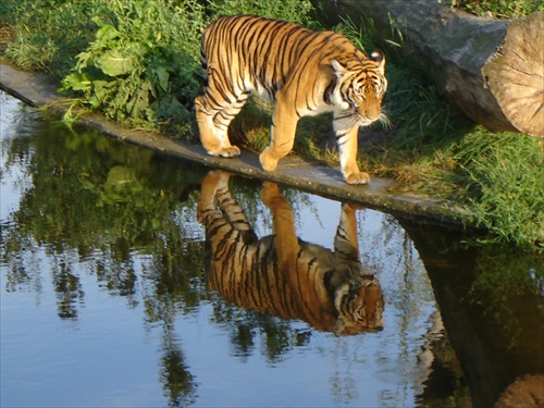 tiger a jeho druhe ja