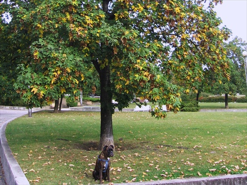 (1107) Aj v parku sa ozvala jeseň