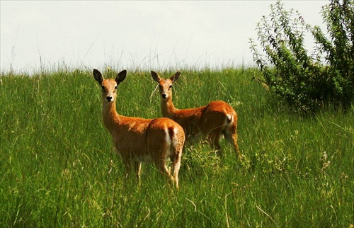 (1507) Antilopa oribe - Ourebia ourebi - vo voľnej prírode
