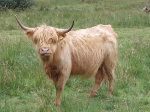 Hairy cow