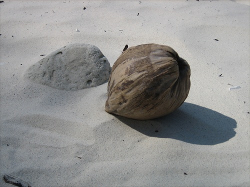 kokos na plazi