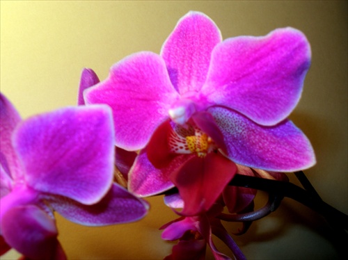 Orchidea V