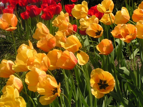 energia slnka v tulipánoch