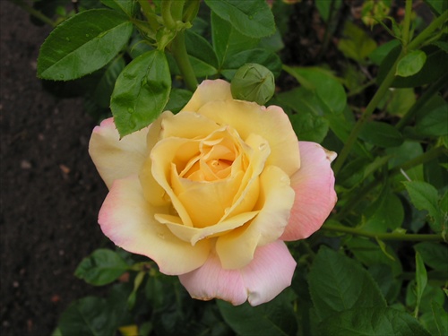 čajová ruža pre ANNY