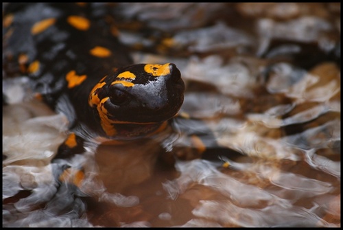 Salamandra skvrnita