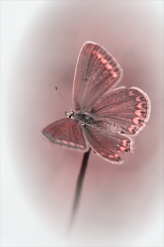 motýlí kvet