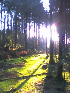 irish forest