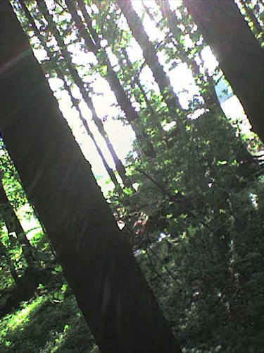 V lese