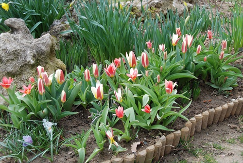 Prvé tulipány