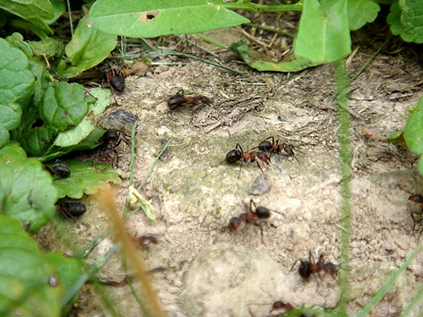 mravenečci