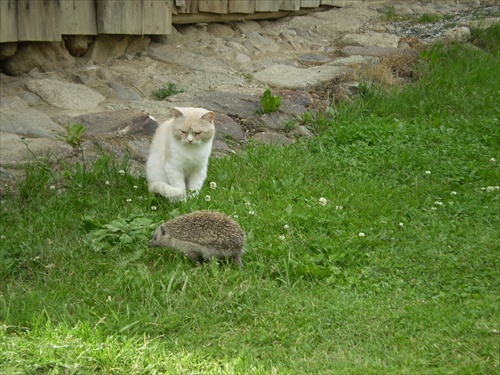 Mačka a ježko