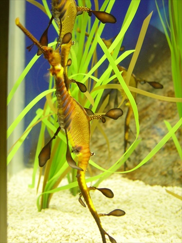 Dragon seahorse
