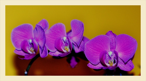 orchidea....