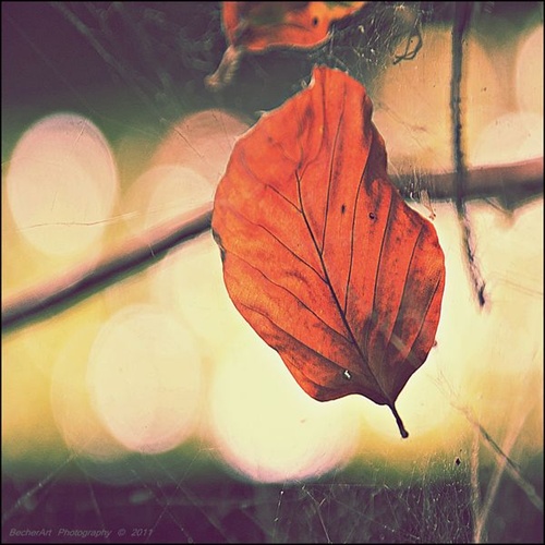 Autumn Memories IV