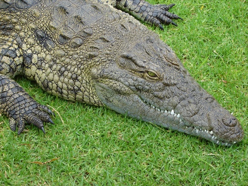 Johannesburg-Krokodilia farma