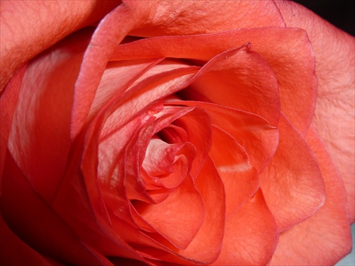 "Len" ruža
