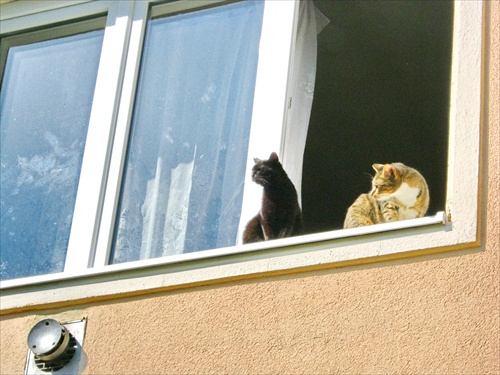 susedove kočičky