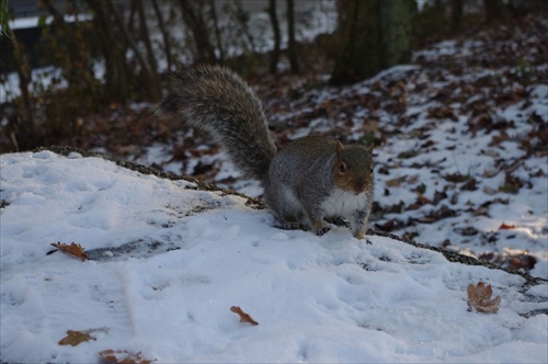 vevericka v zime
