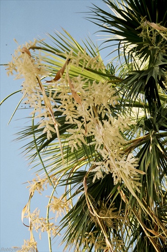 kvitnuca palma