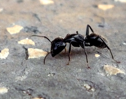 Mravček