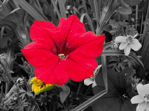 červený kvet