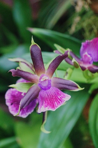 orchidea č.22