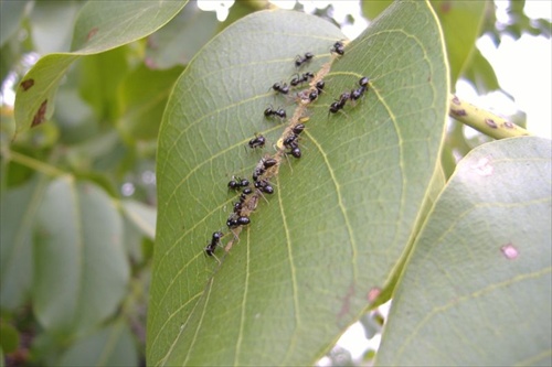 hladné mravce