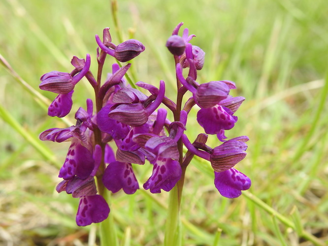 slovenské orchidejky