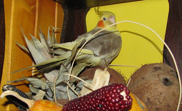 Moj papagaj v ráji