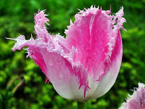 strapatý tulipán :)