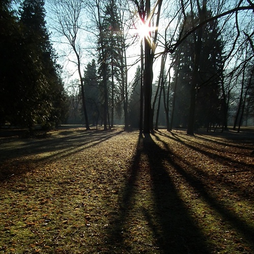 ráno v parku