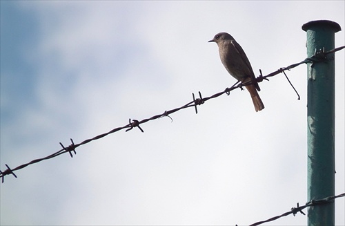 vták na drôte