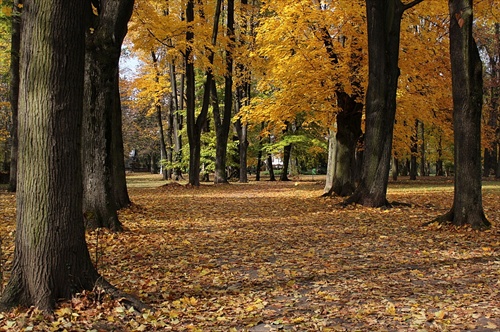 jeseň v parku