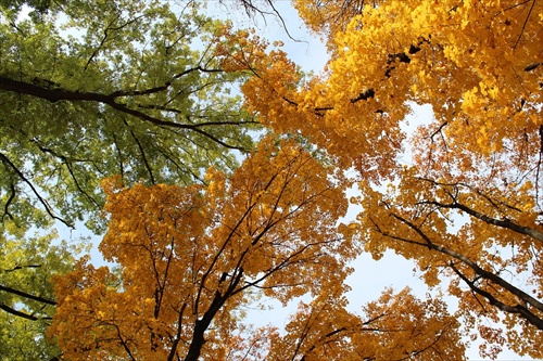 Jeseň v korunách stromov