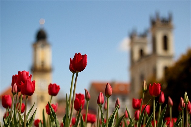 Banská Bystrica a tulipány 2014