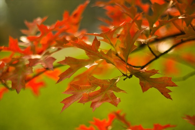 javor v jesenných farbách