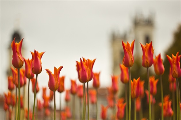 Bystrické tulipány