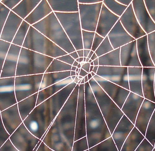 Cobweb architecture