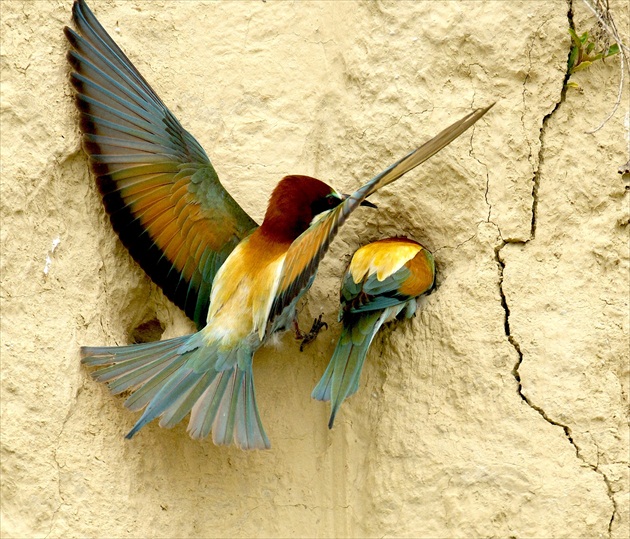 Včelárik zlatý - slovenský papagáj