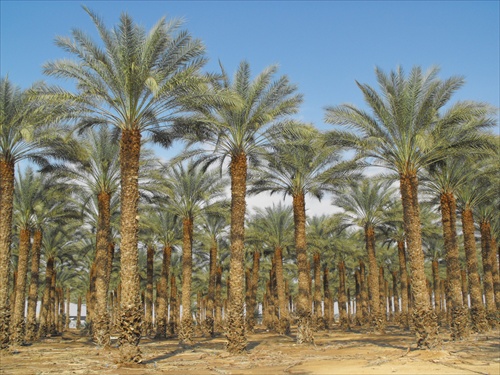 palmové pole