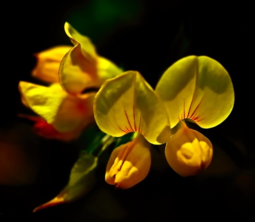 Lotus Cornitulacus ...